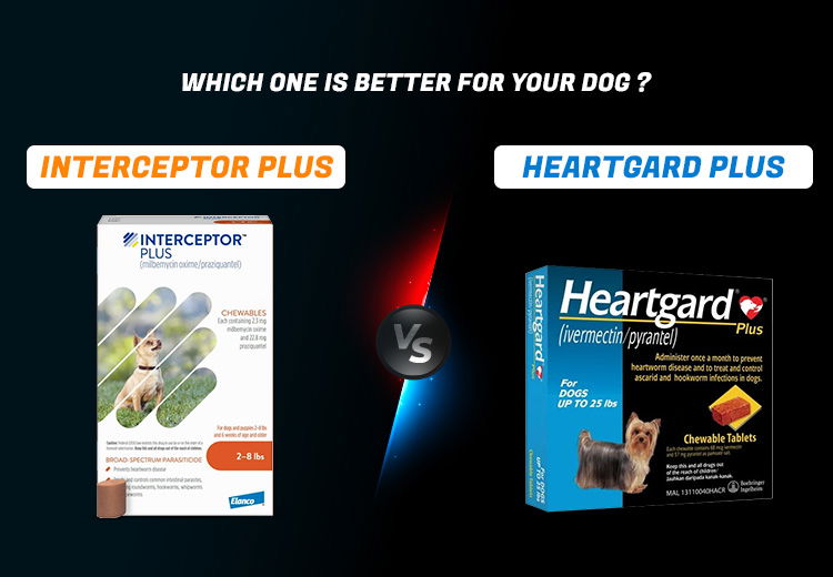 Which One is Better for your Dog – Interceptor Plus vs Heartgard Plus?